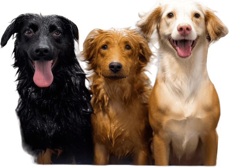 Three dogs sitting together
