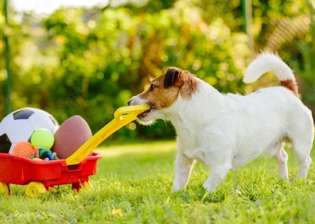 Pet Toys