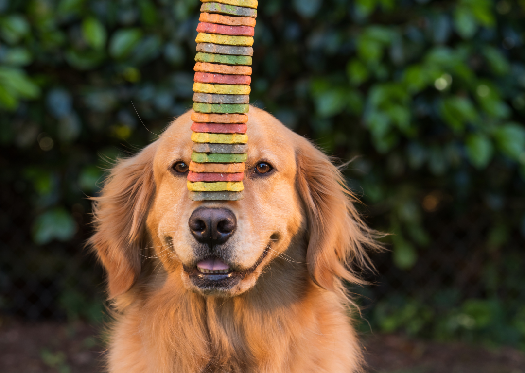 Pet Treats