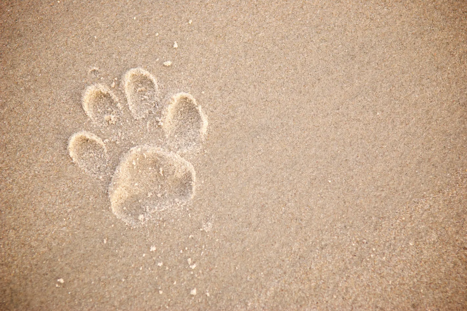 A paw print in the sand on the beach.