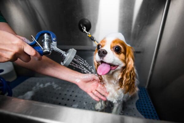 A dog being washed in the sink by someone.