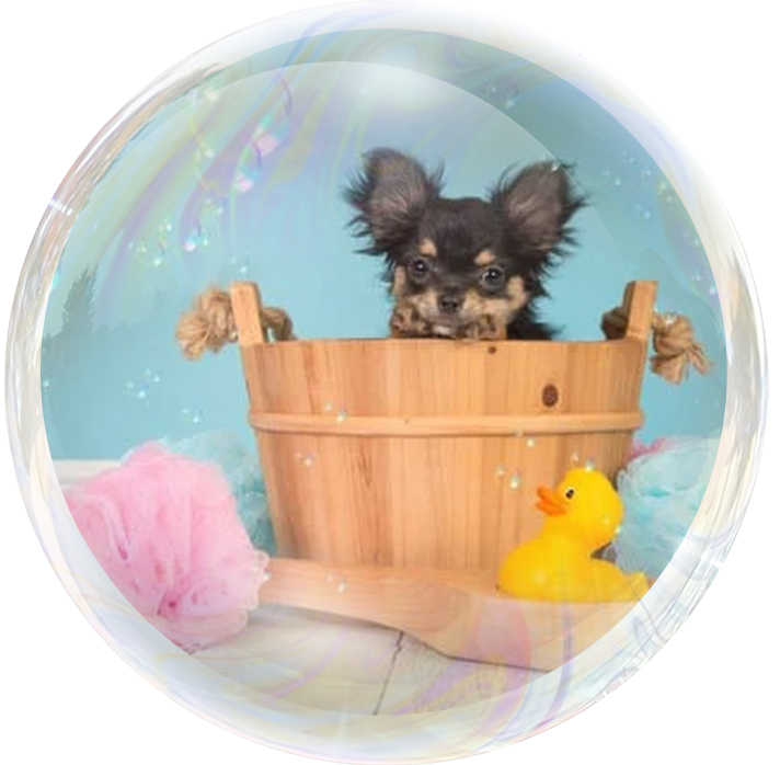 A dog in a tub with bubbles around it.