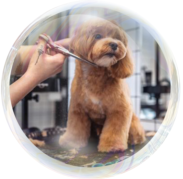 A dog being groomed by someone in the mirror.