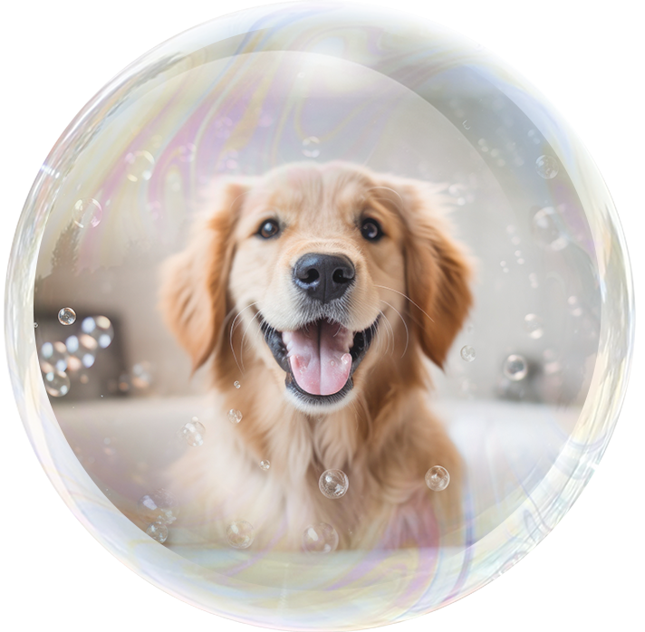 A dog is sitting in front of a bubble.