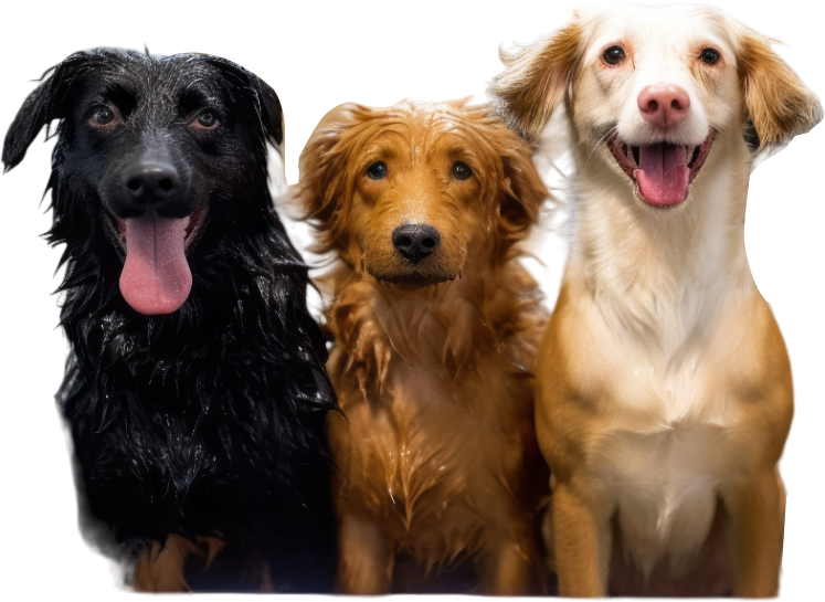 Three dogs are sitting together and one is laying down.