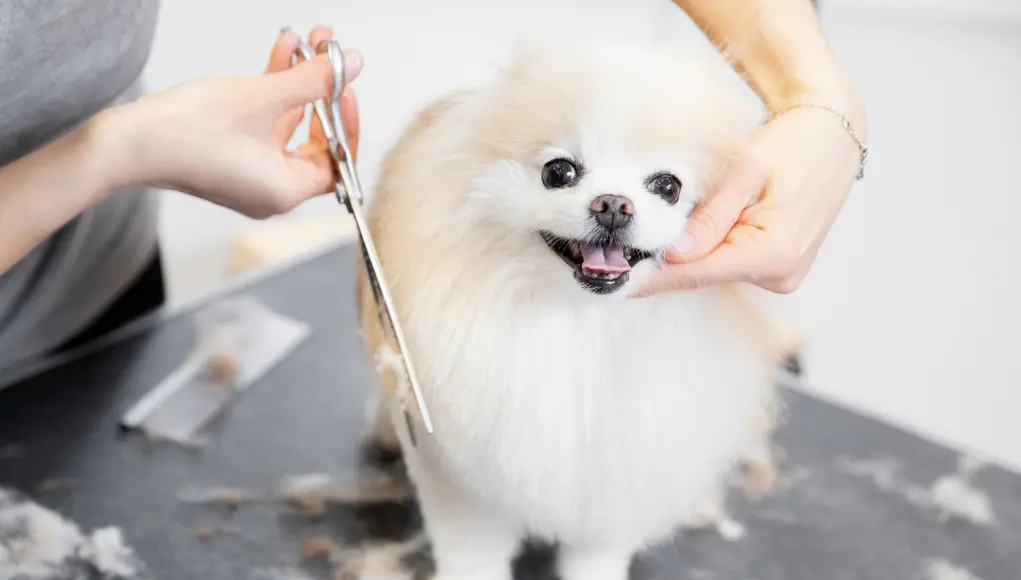 A white dog is being groomed by someone holding scissors.