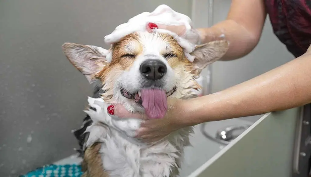 A dog is being washed in the bathroom